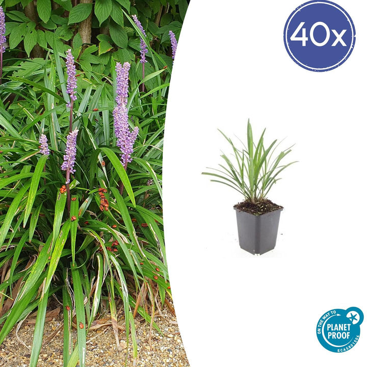 Liriope Muscari 'Ingwersen' - 20cm - Acheter une plante d'intérieur