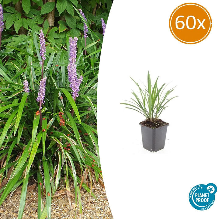 Liriope Muscari 'Ingwersen' - 20cm - Acheter une plante d'intérieur