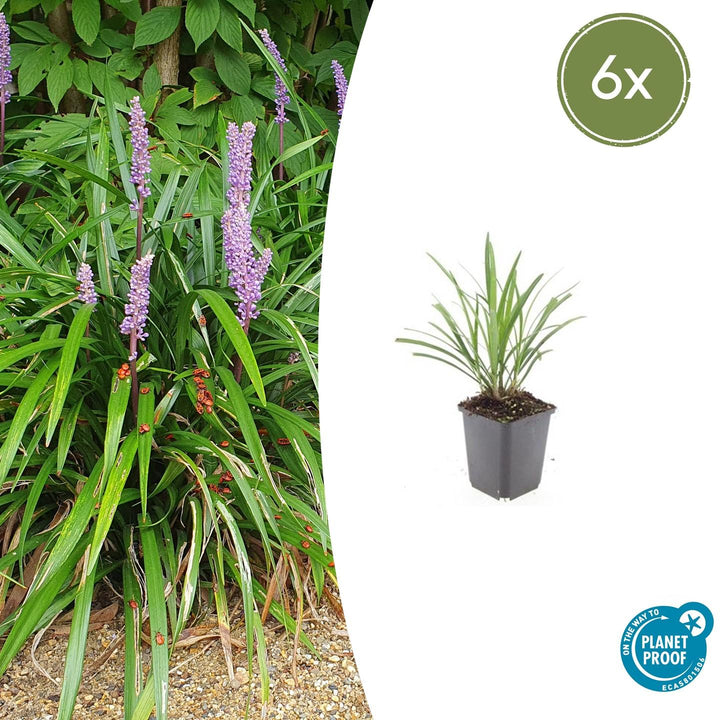 Liriope Muscari 'Ingwersen' - 20cm - Acheter une plante d'intérieur