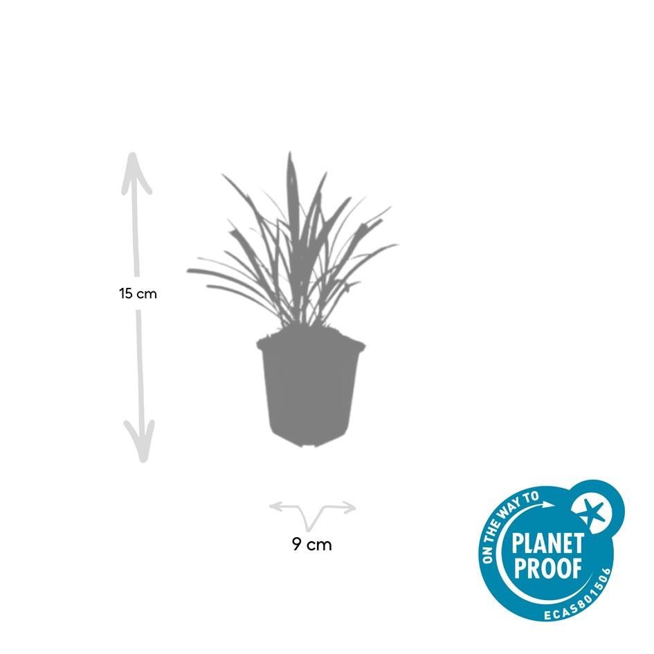 Liriope Muscari 'Ingwersen' - 20cm - Acheter une plante d'intérieur