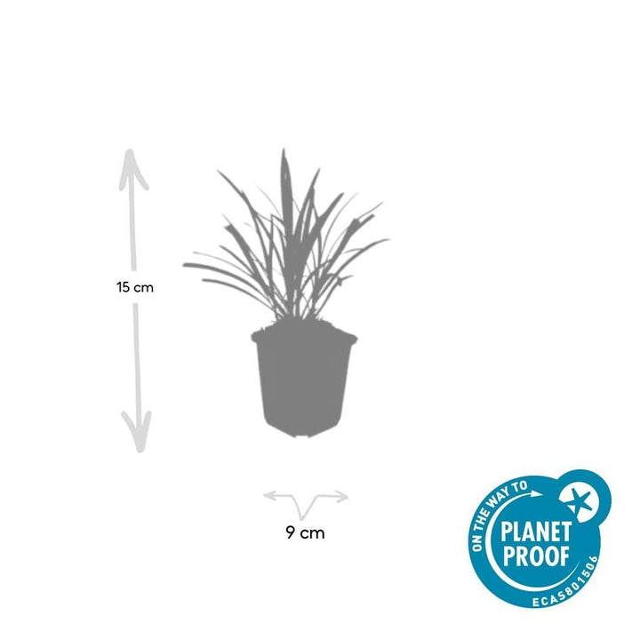 Liriope Muscari 'Ingwersen' - 20cm - Acheter une plante d'intérieur