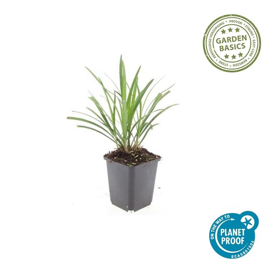 Liriope Muscari 'Ingwersen' - 20cm - Acheter une plante d'intérieur