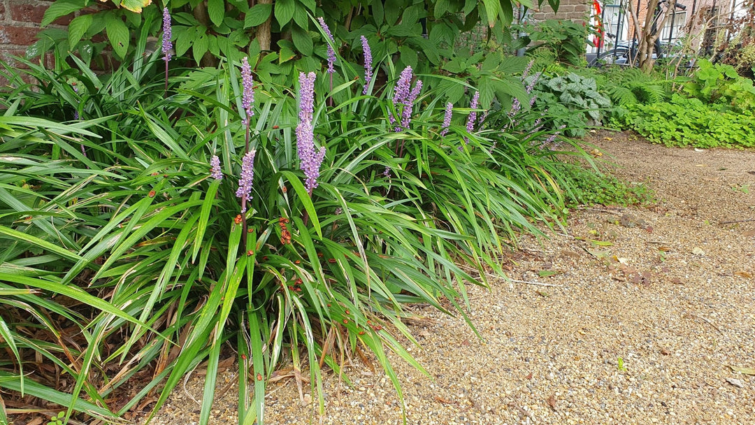 Liriope Muscari 'Ingwersen' - 20cm - Acheter une plante d'intérieur