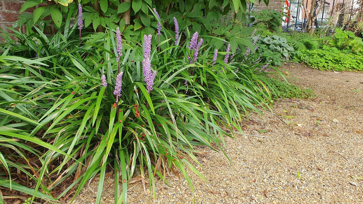 Liriope Muscari 'Ingwersen' - 20cm - Acheter une plante d'intérieur