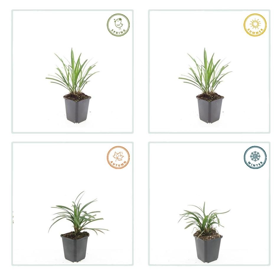Liriope Muscari 'Ingwersen' - 20cm - Acheter une plante d'intérieur