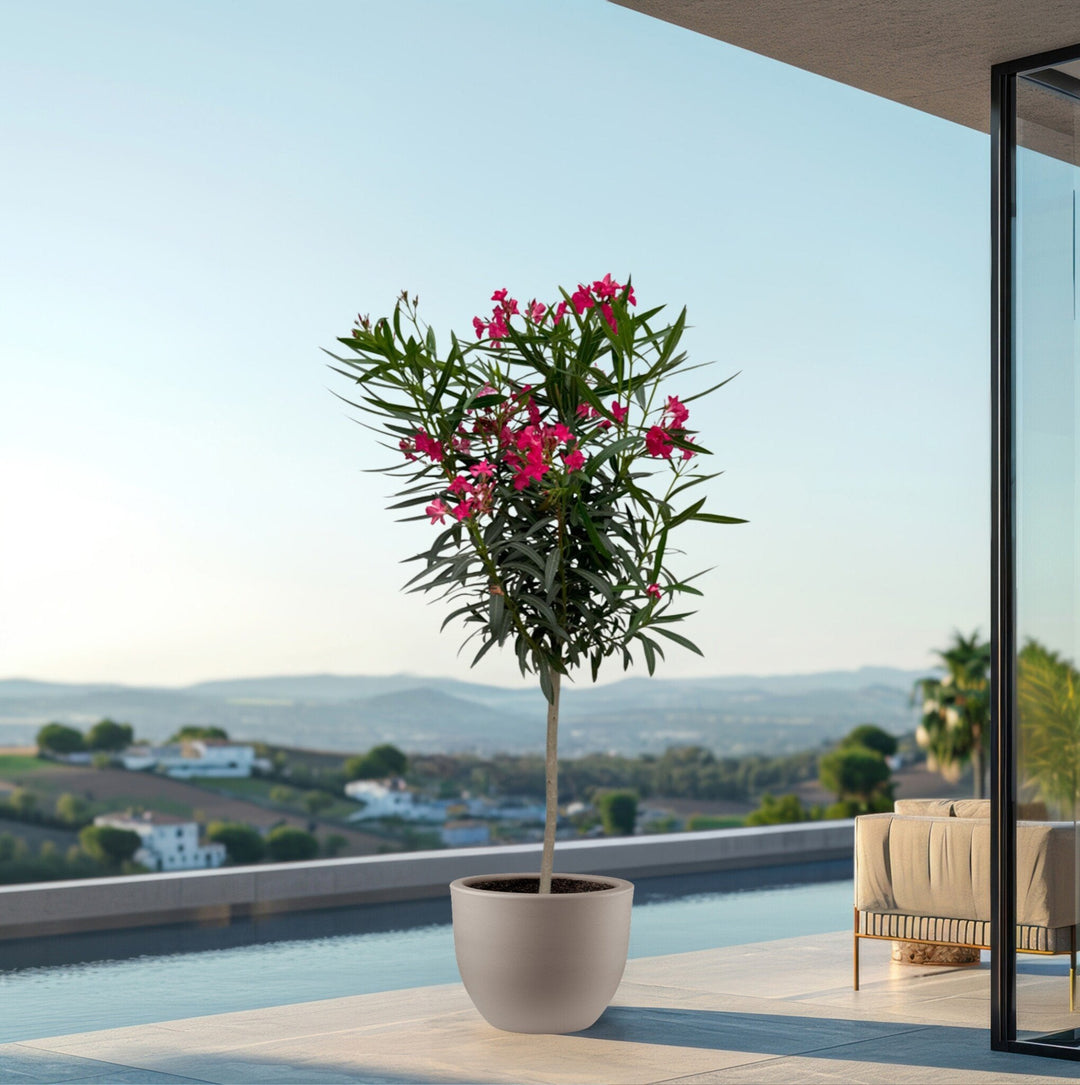 Nerium Oleander op stam - 200cm / stamomtrek 15cm | Koop