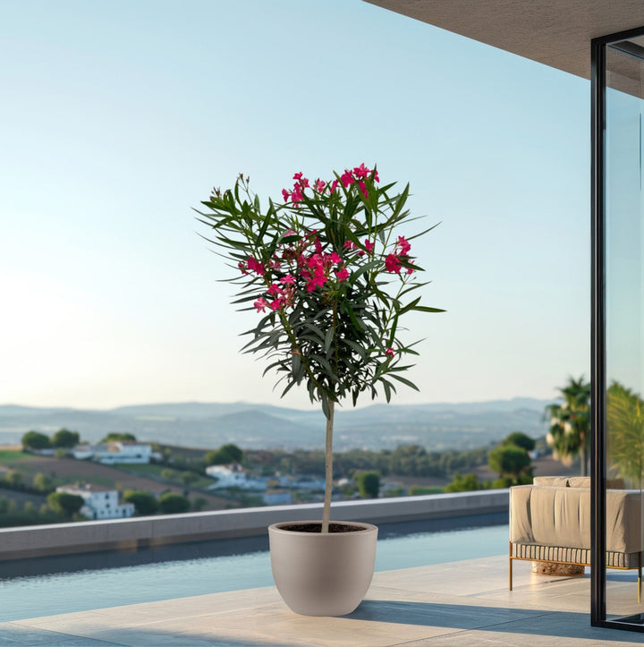 Nerium Oleander op stam - 200cm / stamomtrek 15cm | Koop