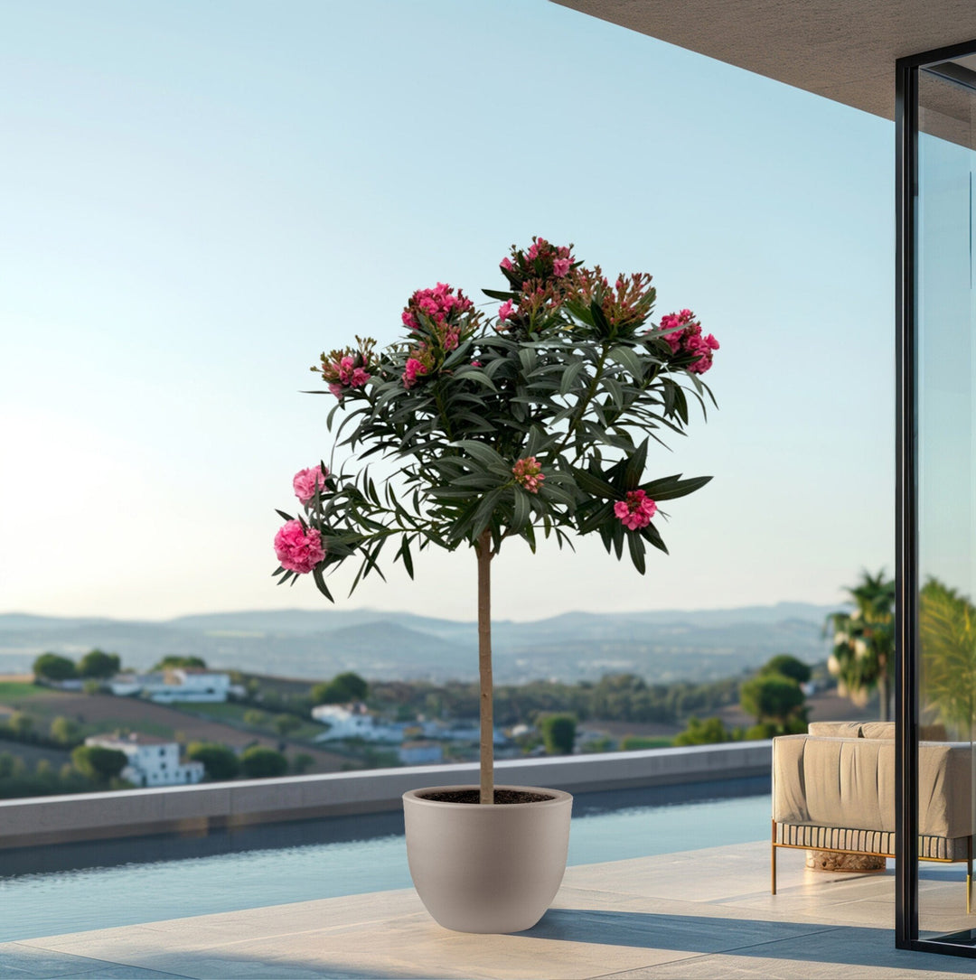 Nerium Oleander op stam - 200cm / stamomtrek 15cm | Koop