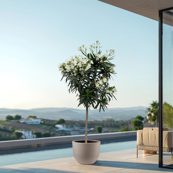 Nerium Oleander op stam - 200cm / stamomtrek 15cm | Koop