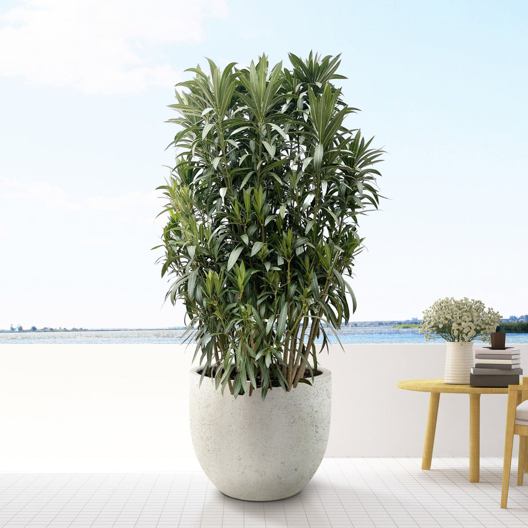 Laurier rose (Nerium Oleander) - 210 cm - Acheter une plante d'intérieur