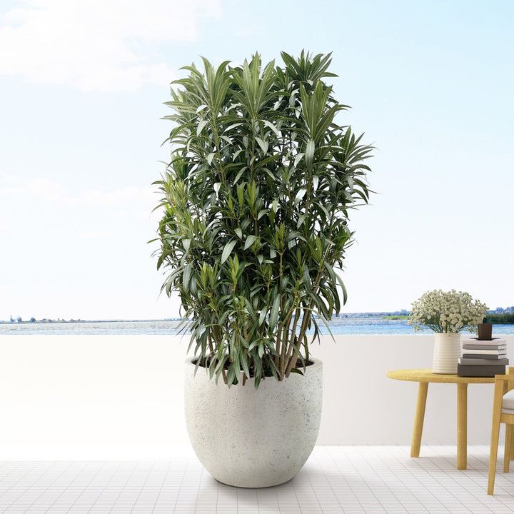 Laurier rose (Nerium Oleander) - 210 cm - Acheter une plante d'intérieur
