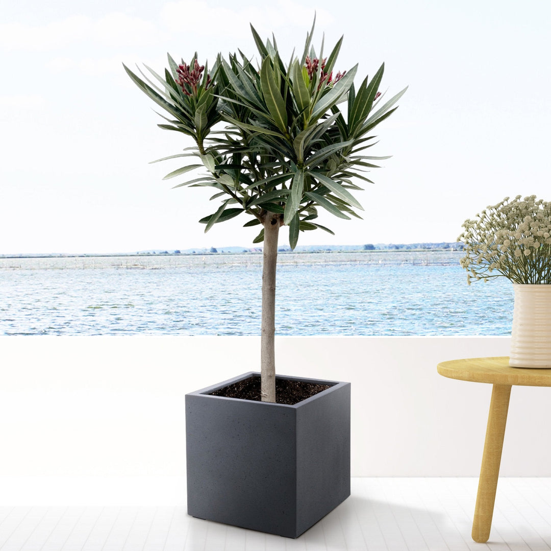 Nerium Oleander sur tige - 140cm - Acheter une plante d'intérieur