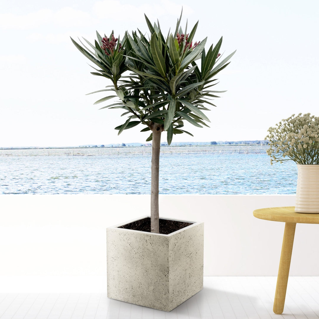 Nerium Oleander sur tige - 140cm - Acheter une plante d'intérieur