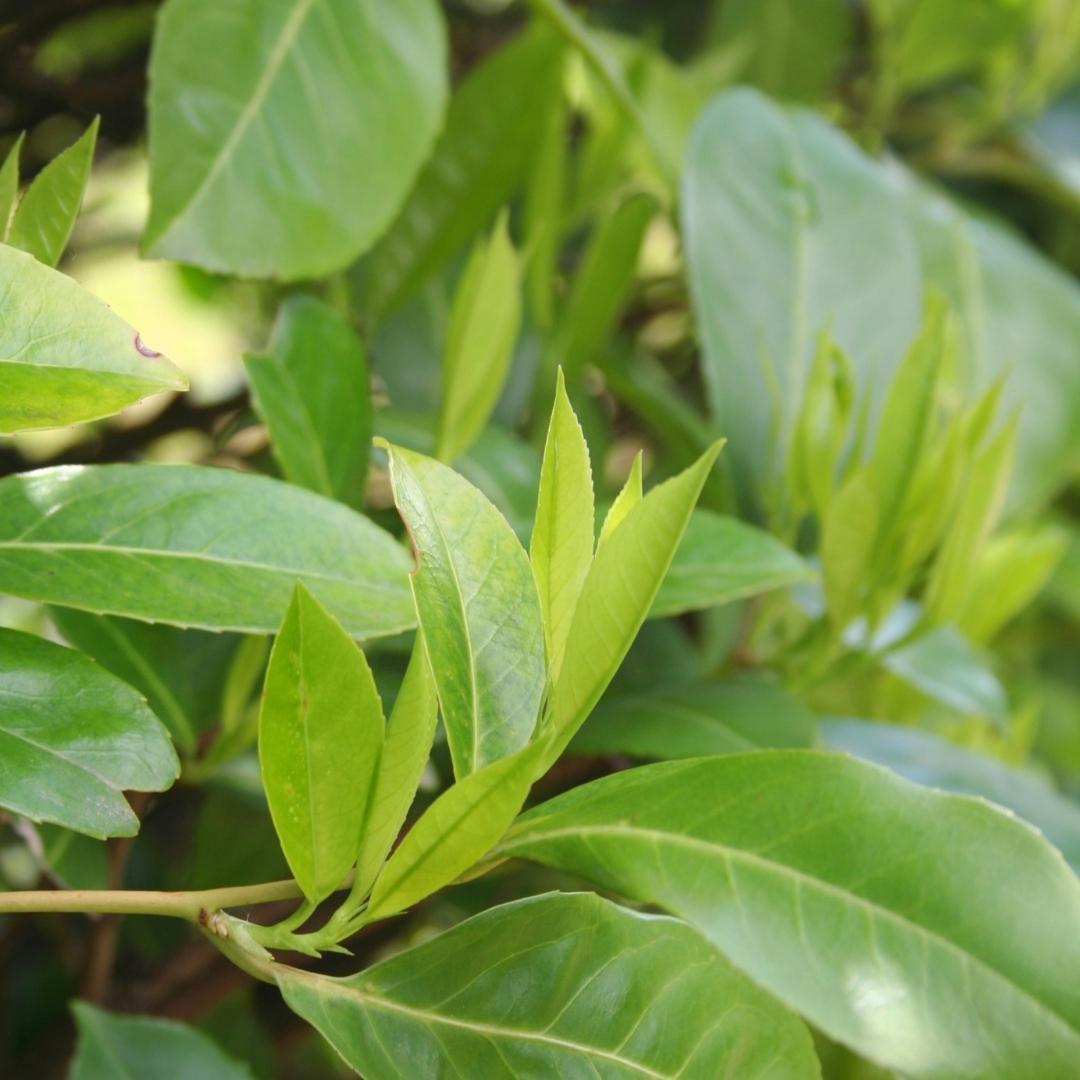 Laurier-cerise 'Rotundifolia' pour haie de 10 mètres linéaires - 130cm