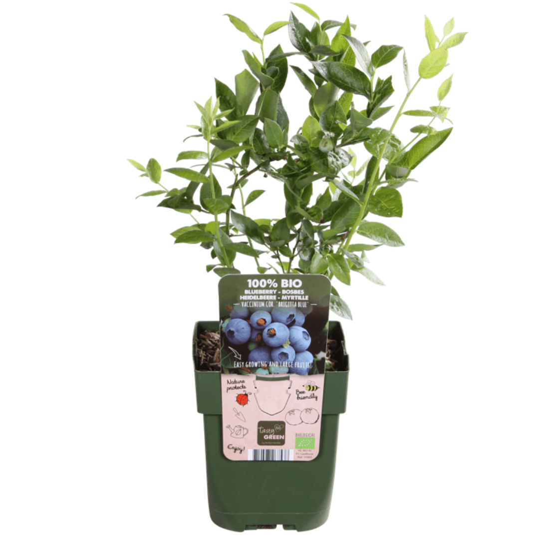 Offre groupée - Oasis de fruits (5 plants de fruits bio mixtes) - 25 cm