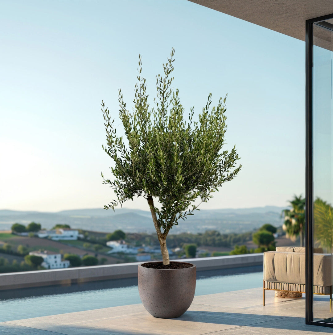 Olijfboom Olea Europaea Cultivo - 230cm / stamomtrek 20-25cm