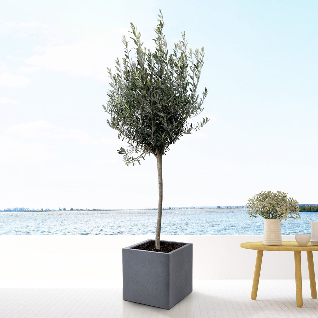 Olea Europaea op stam - 160cm - Buitenplant