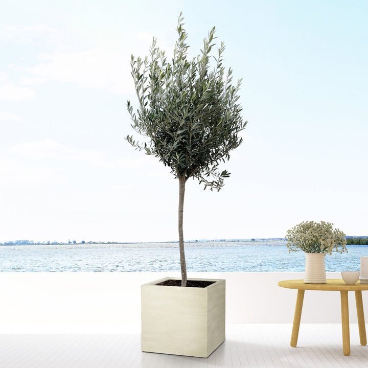 Olea Europaea op stam - 160cm - Buitenplant