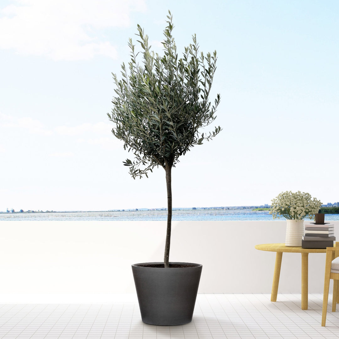 Olea Europaea op stam - 160cm - Buitenplant