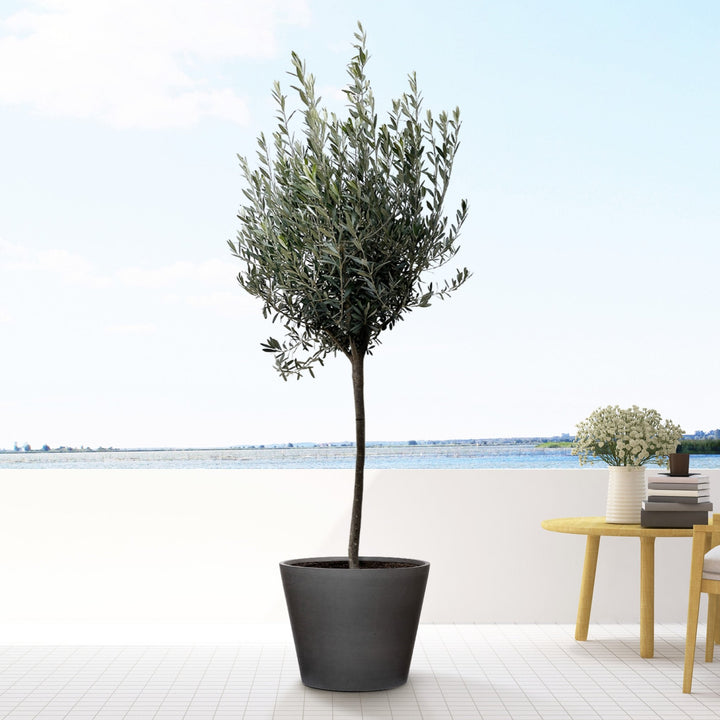 Olea Europaea op stam - 160cm - Buitenplant