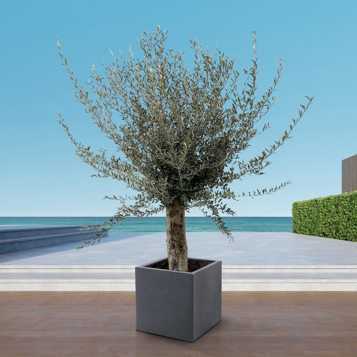 Olivier Olea Europaea Lorc ramifié XXL - 225cm / circonférence du tronc 45-55cm