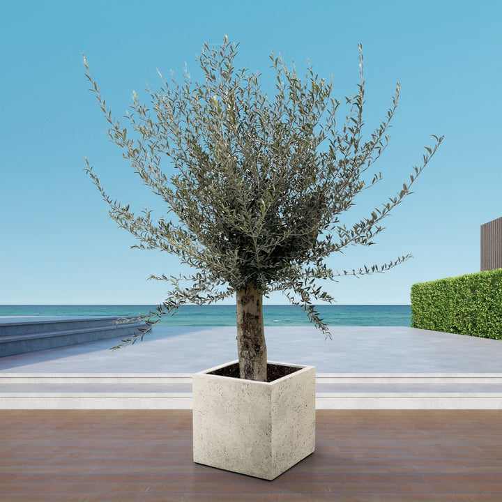 Olivier Olea Europaea Lorc ramifié XXL - 225cm / circonférence du tronc 45-55cm