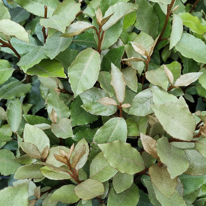 25x Olijfwilgplanten voor 10 meter strekkende haag - 125cm