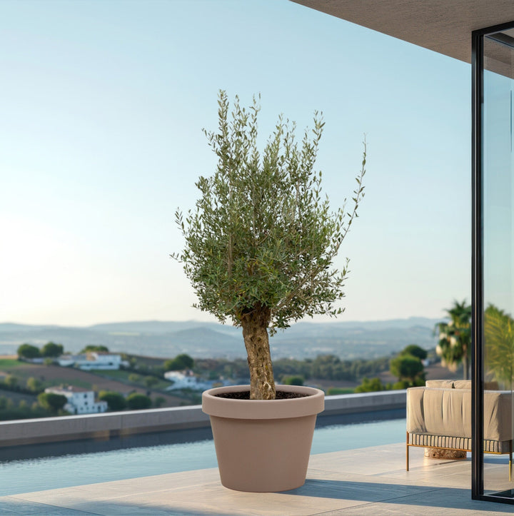 Olijfboom Olea Europaea Bonsai - 250 cm / stamomtrek 45-60cm
