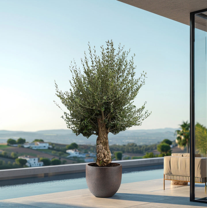 Olijfboom Olea Europaea Bonsai - 250 cm / stamomtrek 45-60cm