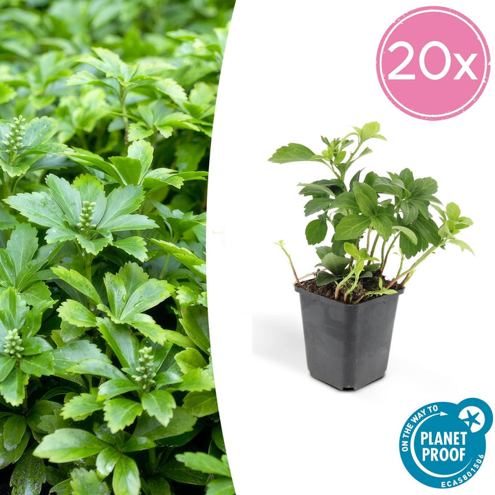 Pachysandra Terminalis 'Green Carpet' - 20cm - Couvre-sol persistant