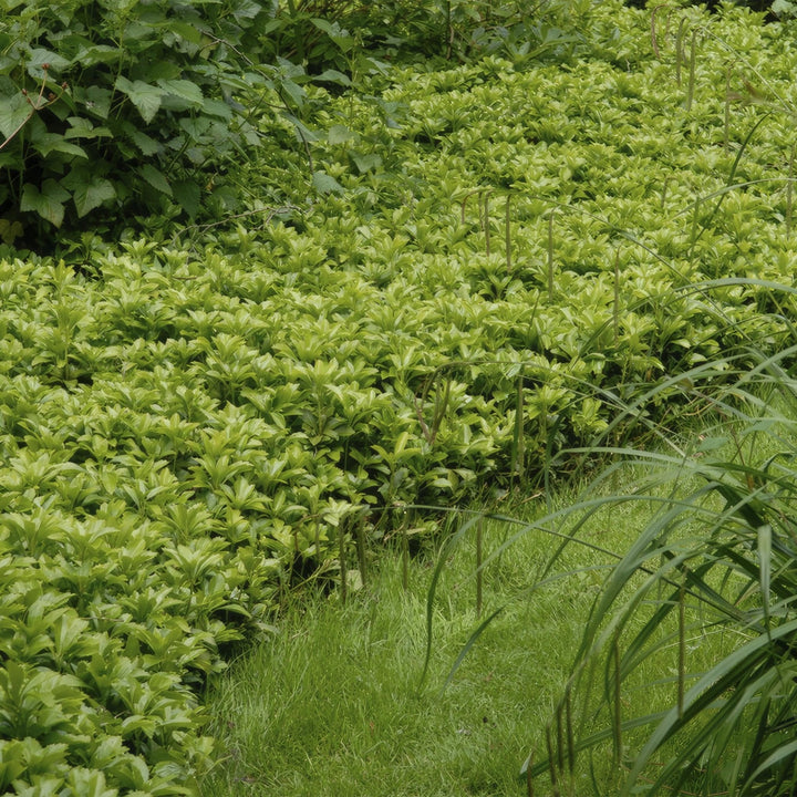 Pachysandra Terminalis 'Green Carpet' - 20cm - Couvre-sol persistant