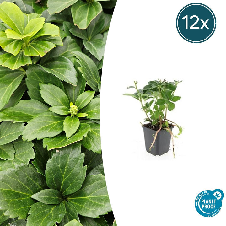 Pachysandra Terminalis - 20cm - Couvre-sol persistant