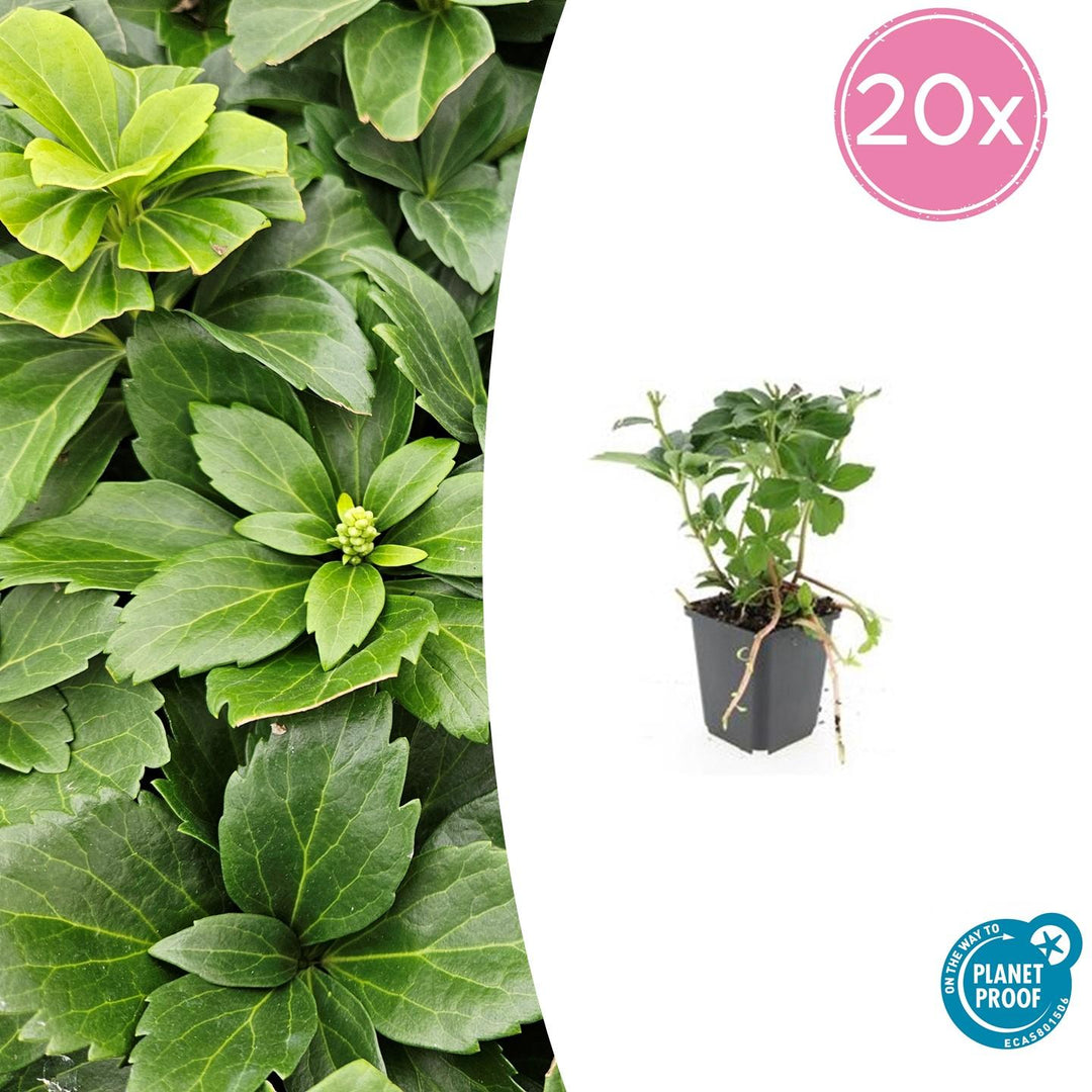 Pachysandra Terminalis - 20cm - Couvre-sol persistant