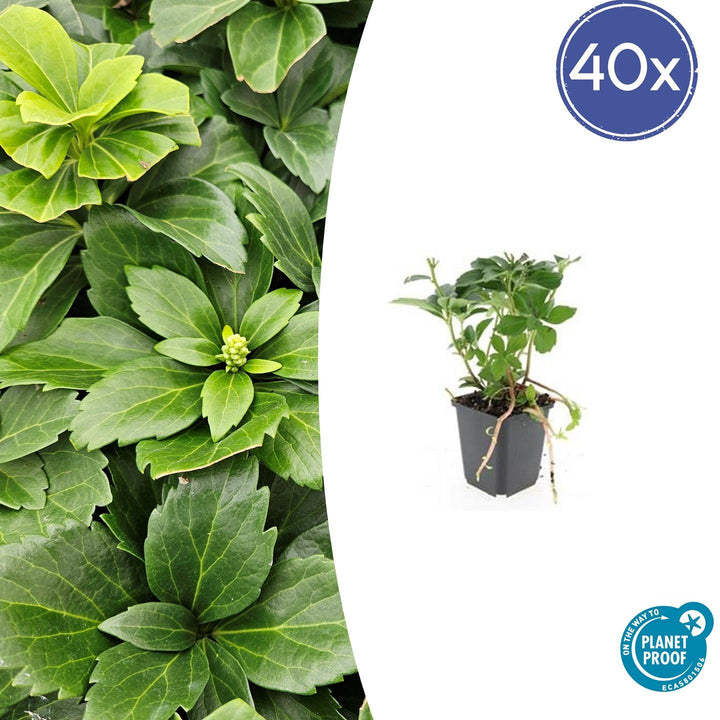 Pachysandra Terminalis - 20cm - Couvre-sol persistant