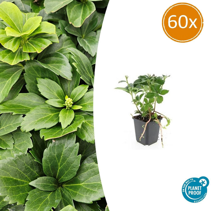 Pachysandra Terminalis - 20cm - Couvre-sol persistant