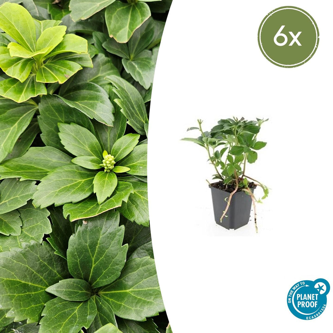 Pachysandra Terminalis - 20cm - Couvre-sol persistant