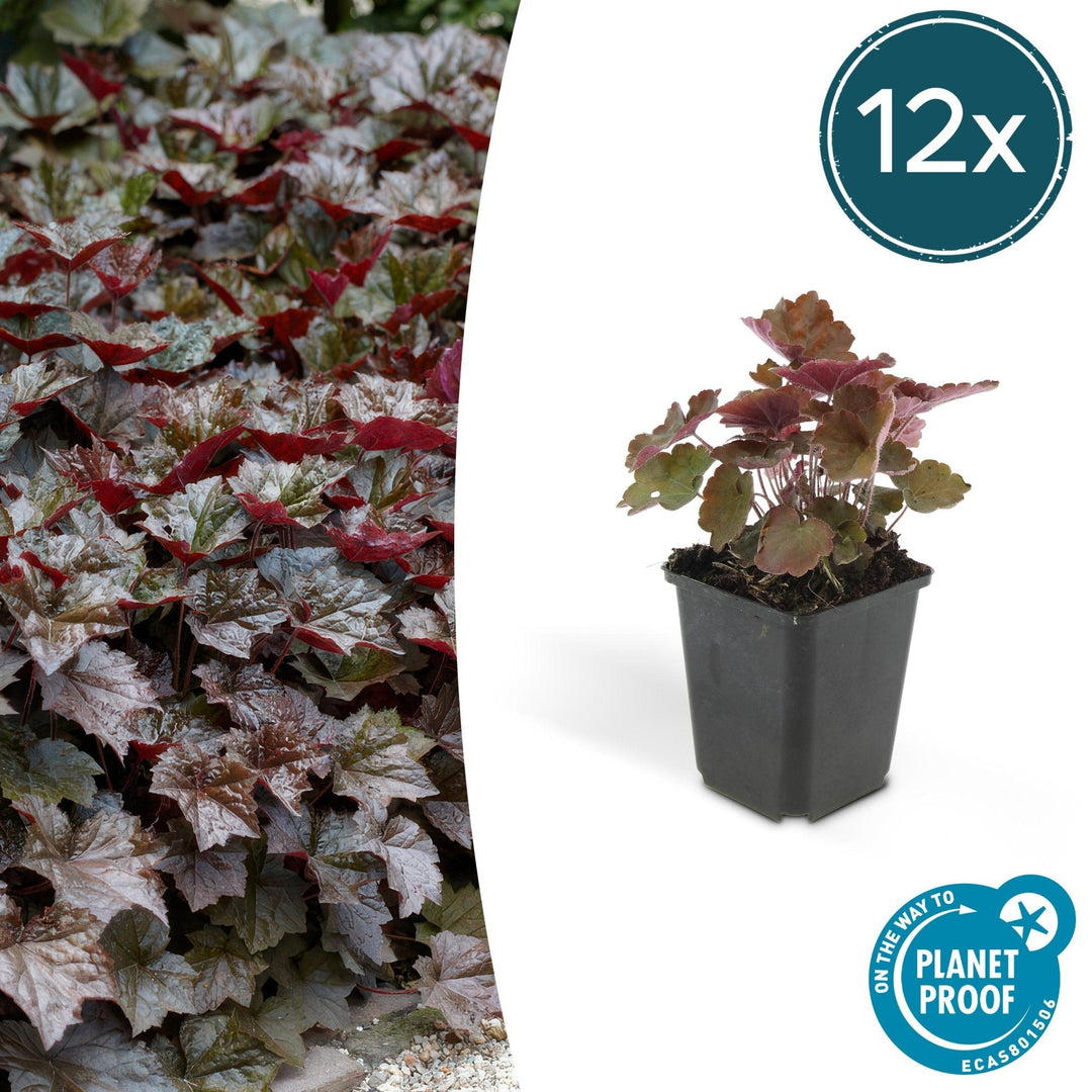 Heuchera ‘Palace Purple’ - 20 cm - Acheter une plante d'intérieur