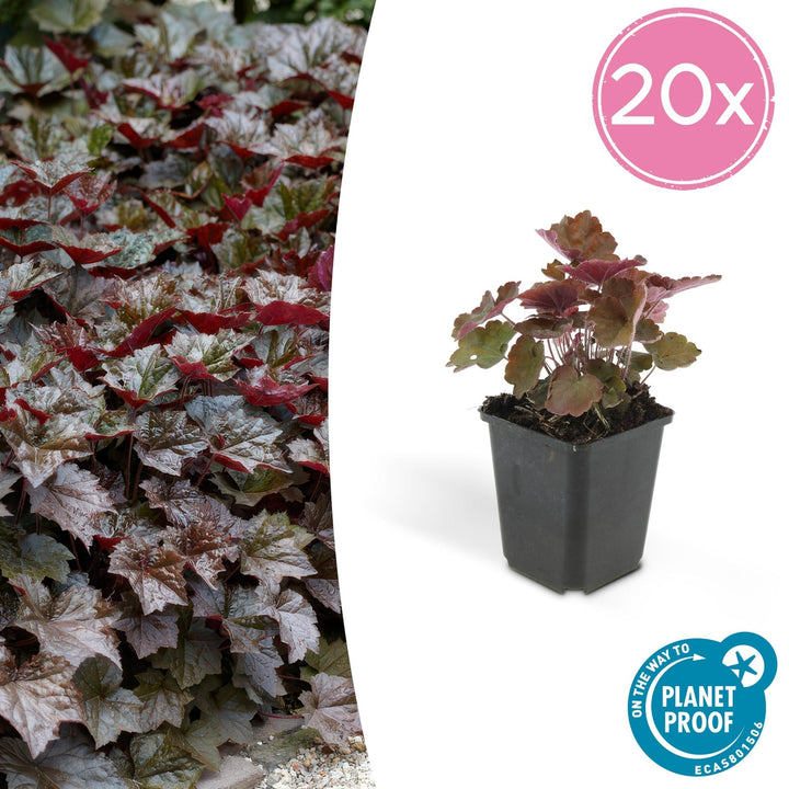 Heuchera ‘Palace Purple’ - 20 cm - Acheter une plante d'intérieur