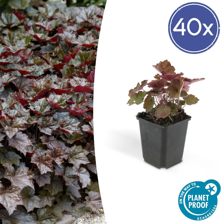 Heuchera ‘Palace Purple’ - 20 cm - Acheter une plante d'intérieur
