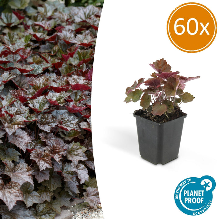 Heuchera ‘Palace Purple’ - 20 cm - Acheter une plante d'intérieur
