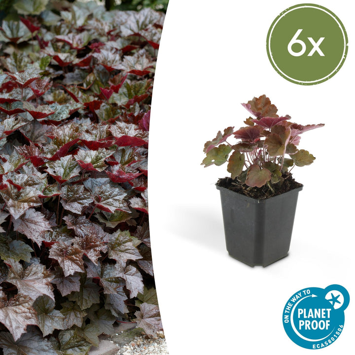 Heuchera ‘Palace Purple’ - 20 cm - Acheter une plante d'intérieur