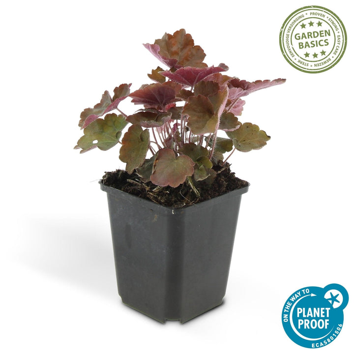 Heuchera ‘Palace Purple’ - 20 cm - Acheter une plante d'intérieur