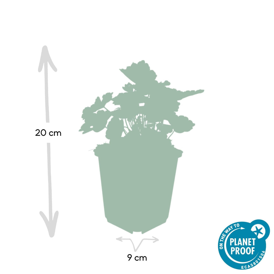 Heuchera ‘Palace Purple’ - 20 cm - Acheter une plante d'intérieur