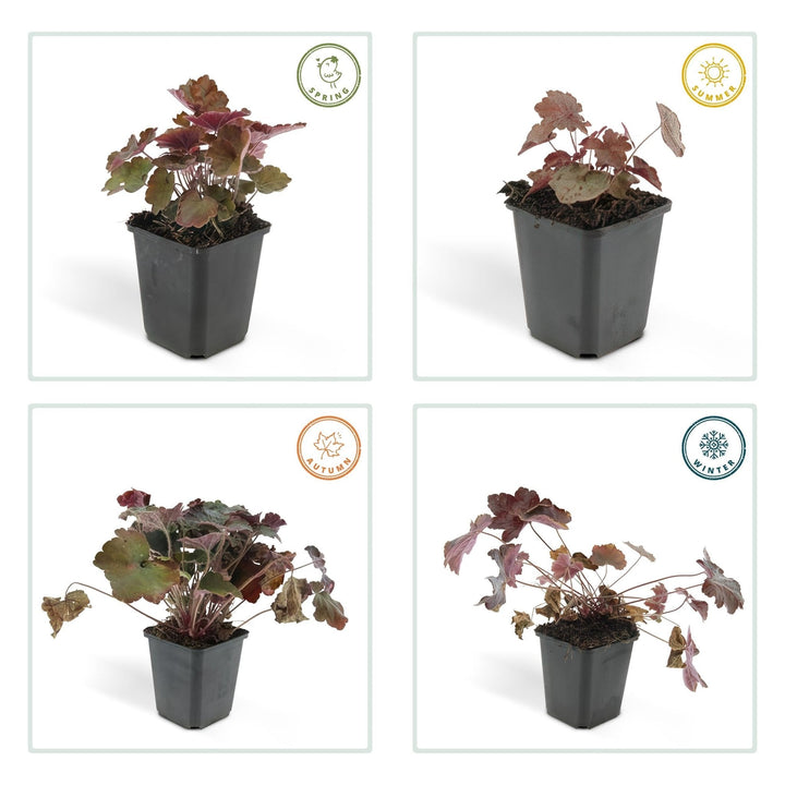 Heuchera ‘Palace Purple’ - 20 cm - Acheter une plante d'intérieur