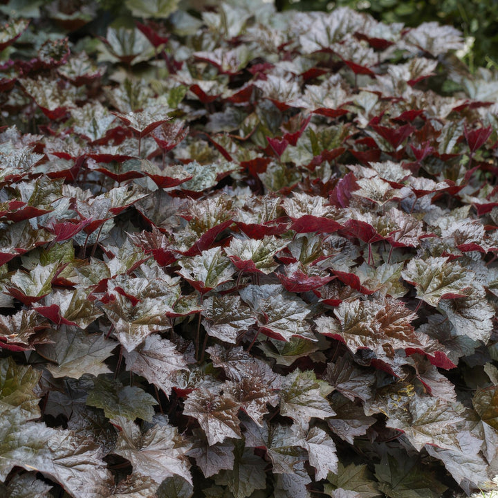 Heuchera ‘Palace Purple’ - 20 cm - Acheter une plante d'intérieur