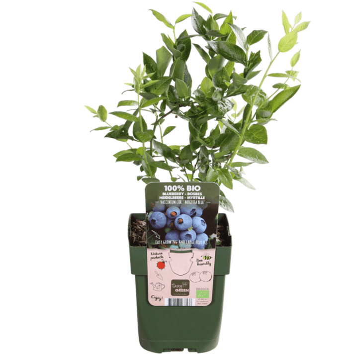 Offre combinée - Paradis fruitier (4x mélange de fruitiers bio) - 25cm