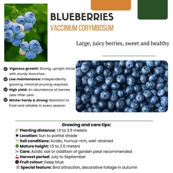 Offre combinée - Paradis fruitier (4x mélange de fruitiers bio) - 25cm