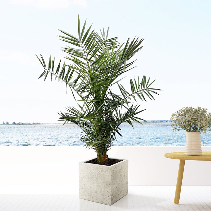 Phoenix Canariensis - 140cm - Palmier dattier - Acheter une plante d'intérieur
