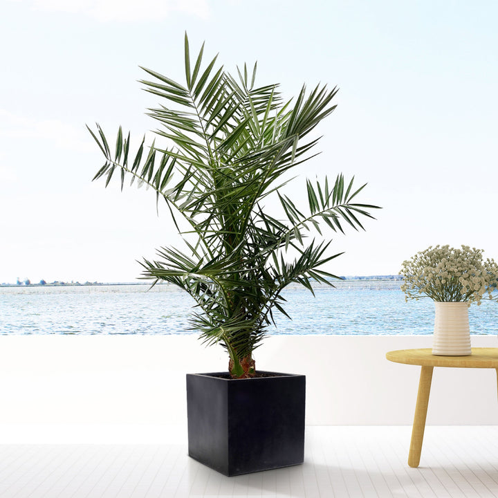 Phoenix Canariensis - 140cm - Palmier dattier - Acheter une plante d'intérieur