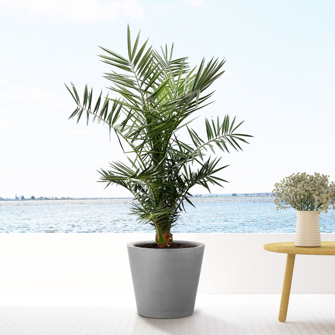 Phoenix Canariensis - 140cm - Palmier dattier - Acheter une plante d'intérieur